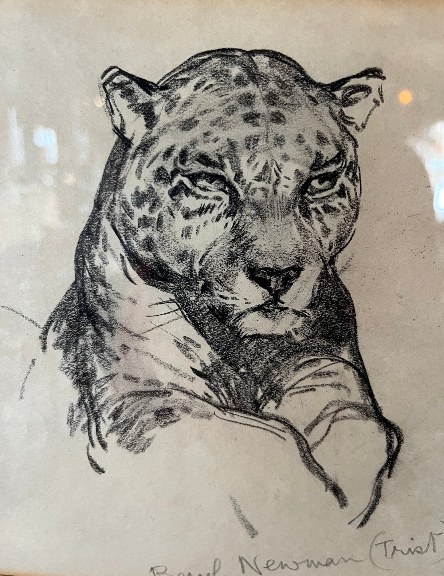Beryl Trist (Newman) 1906-1991 Drawings