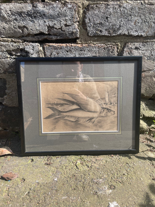 Original Scottish Antique Fisherman Note Pad Pencil Sketch of a Flying Fish With Large Pectoral Fins